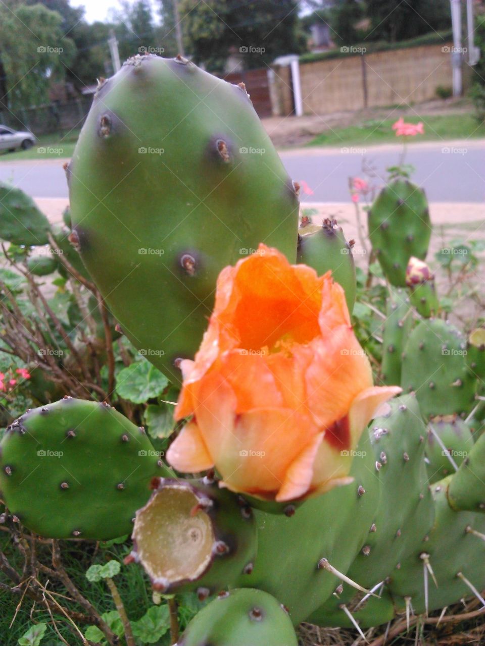 flor de cactus
