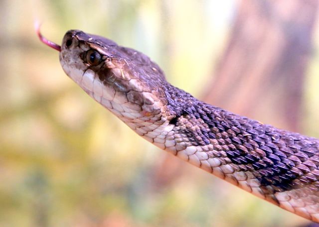 Danger Close. Water Moccasins are very common in Florida. They very dangerous and territorial snakes. They are also known as Cottonmouth. Turn around start running if you see one! 