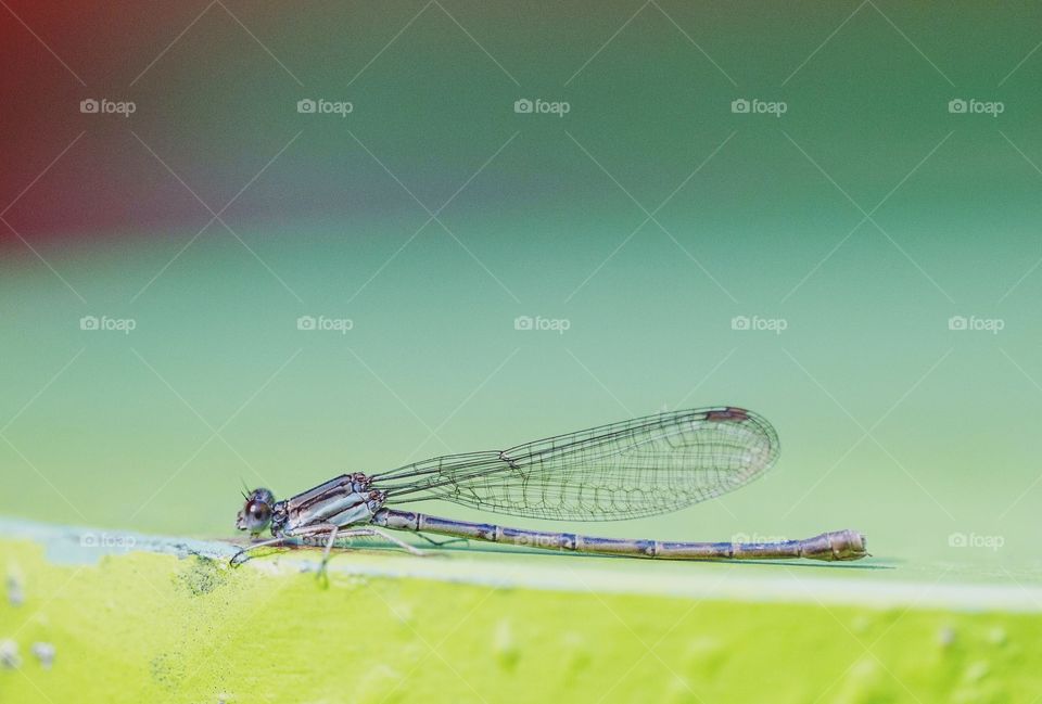 Dragonfly, No Person, Nature, Outdoors, Water