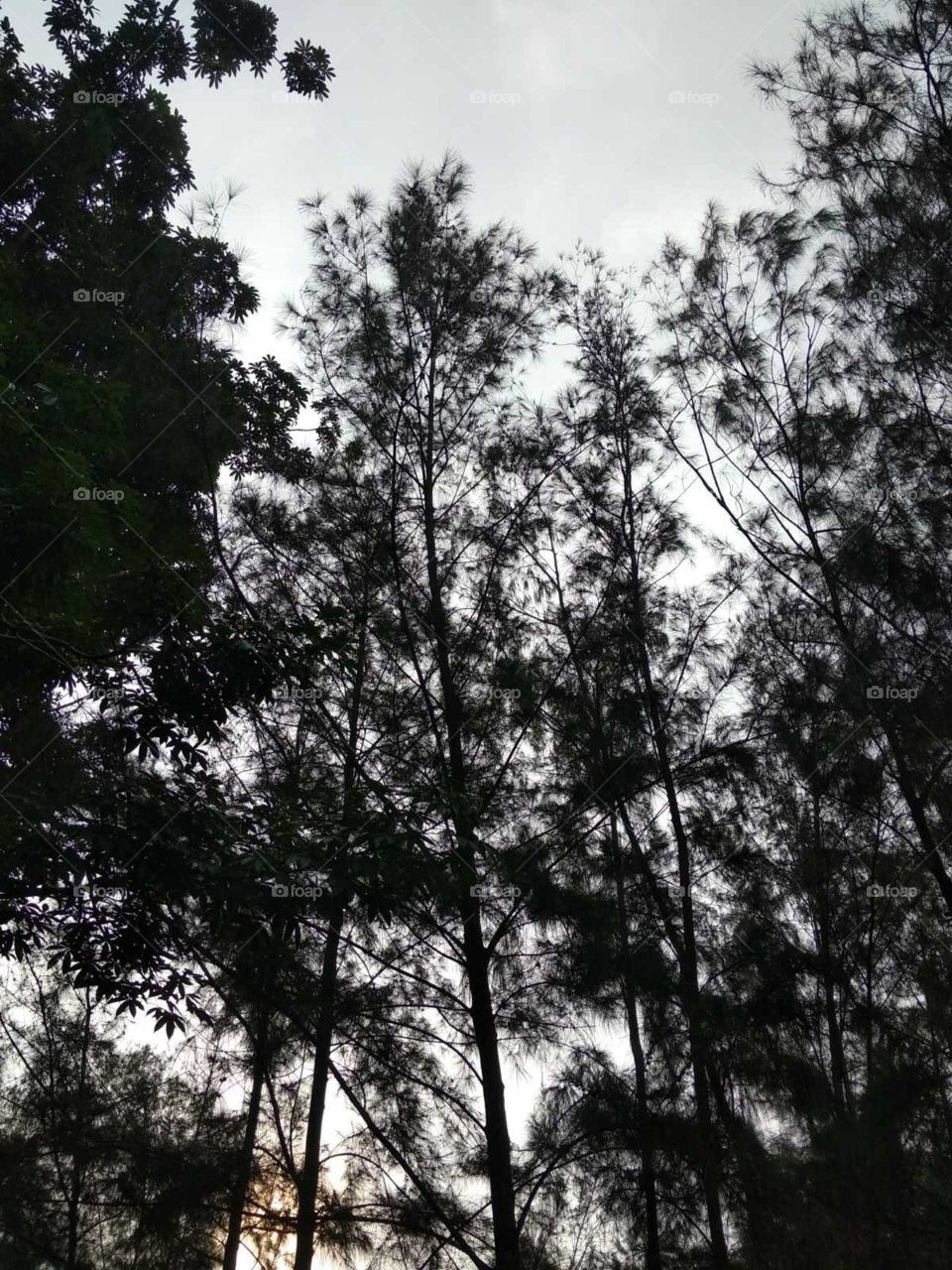 beautiful tree in the nature