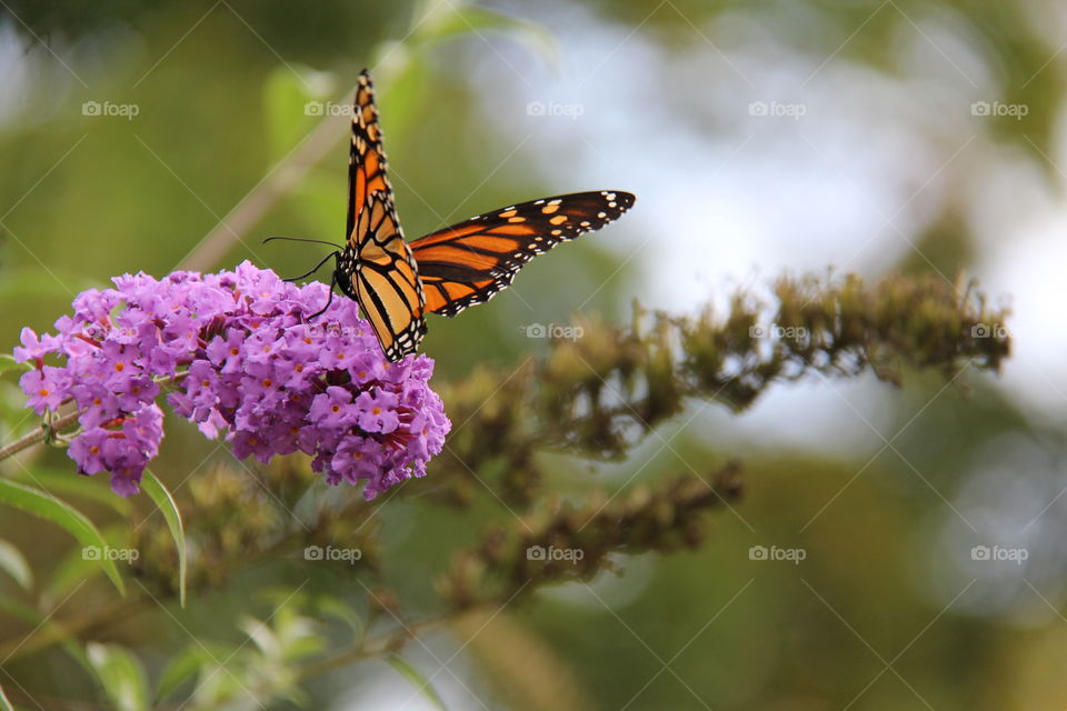 Monarch butterfly on purple flowers