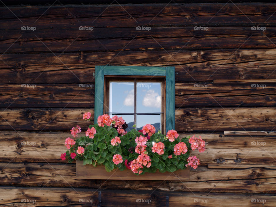 flowers pink wood house by ollicres