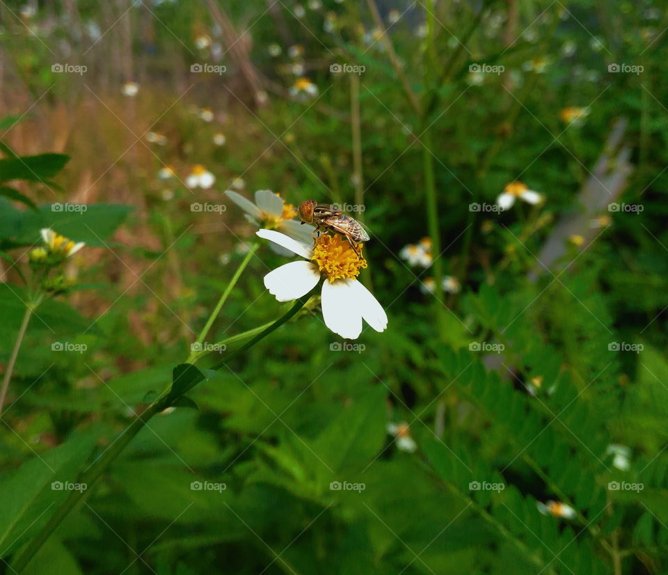 Flies alight in bush flowers