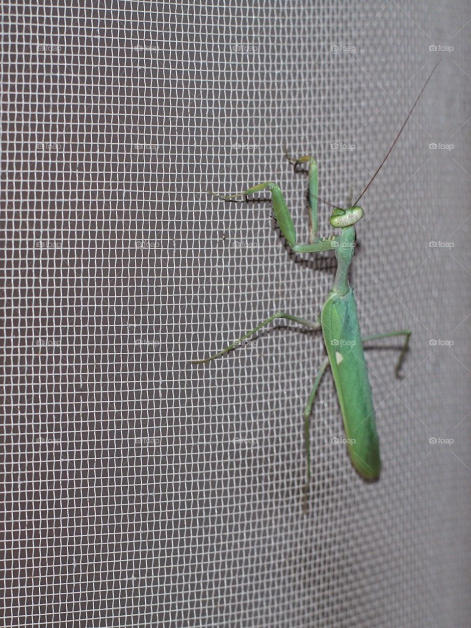 grasshopper in mosquito net