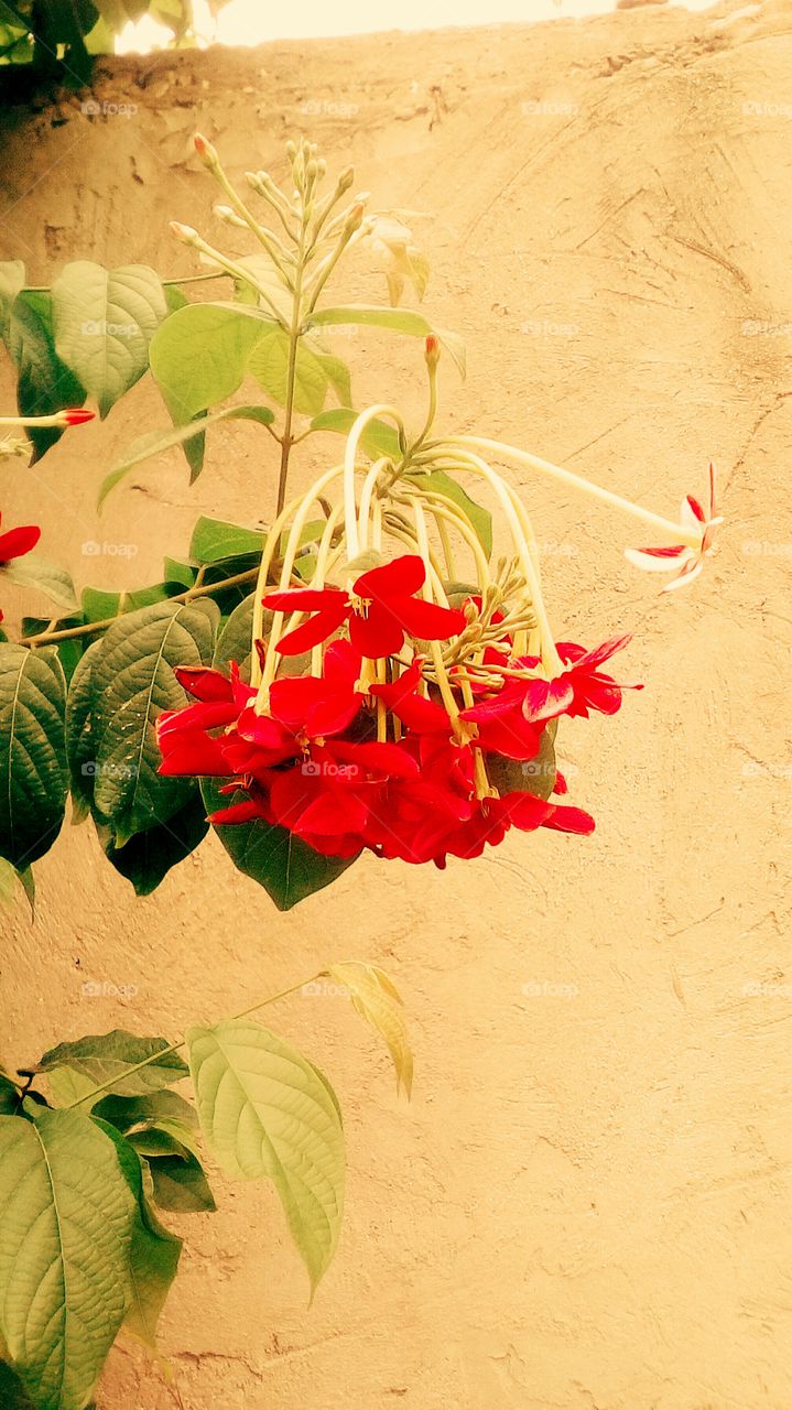 Red beautiful tropical summer wildflower
hanging outdoors near stone wall