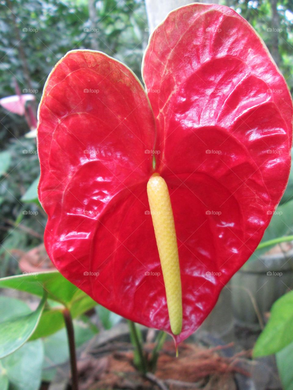 Red Anthuriayan