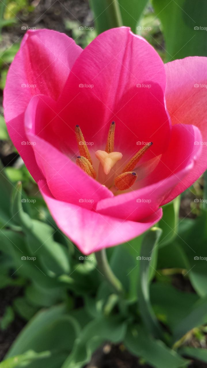 Pink Tulip