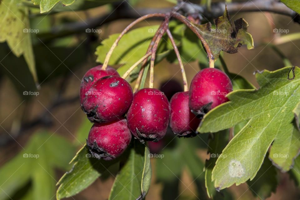 Hawthorn berries.