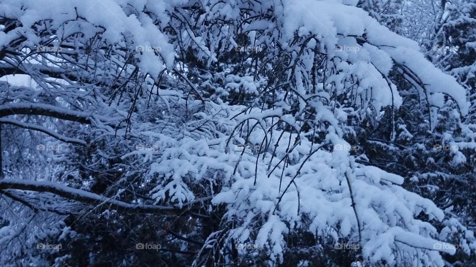Blanket of snow