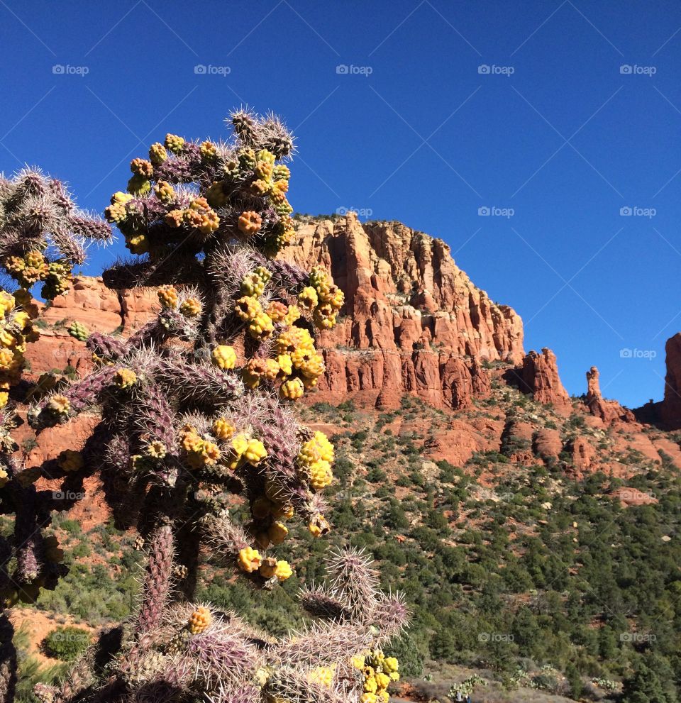 Blooming Cactus and Red Rocks