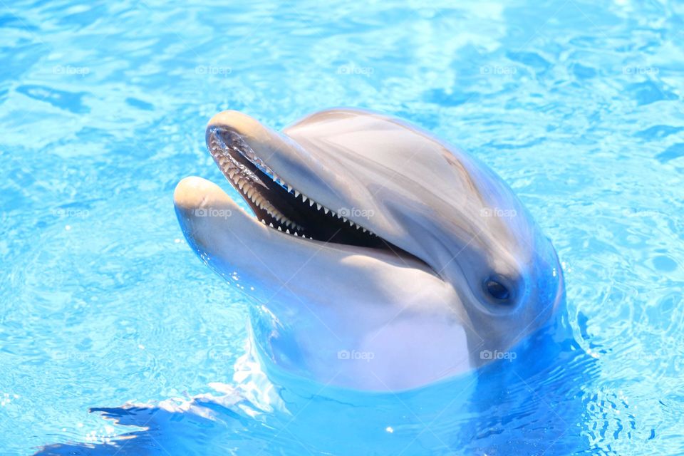 This is a picture of a dolphin that I swam with in Panama City Beach this summer. 