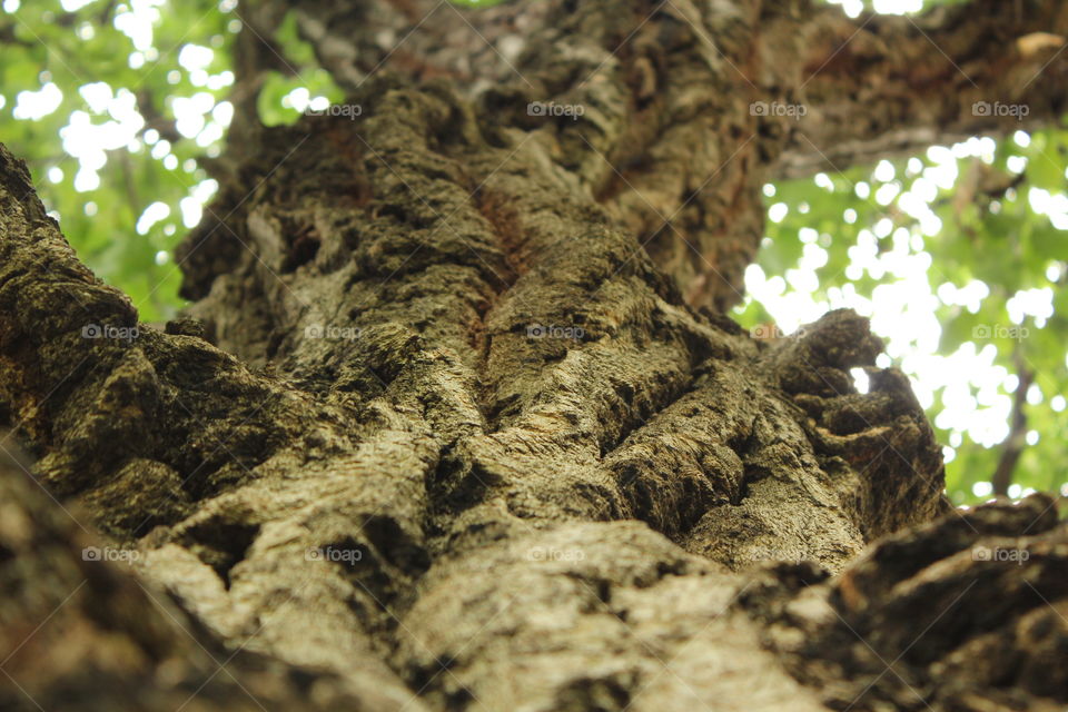 tree up close