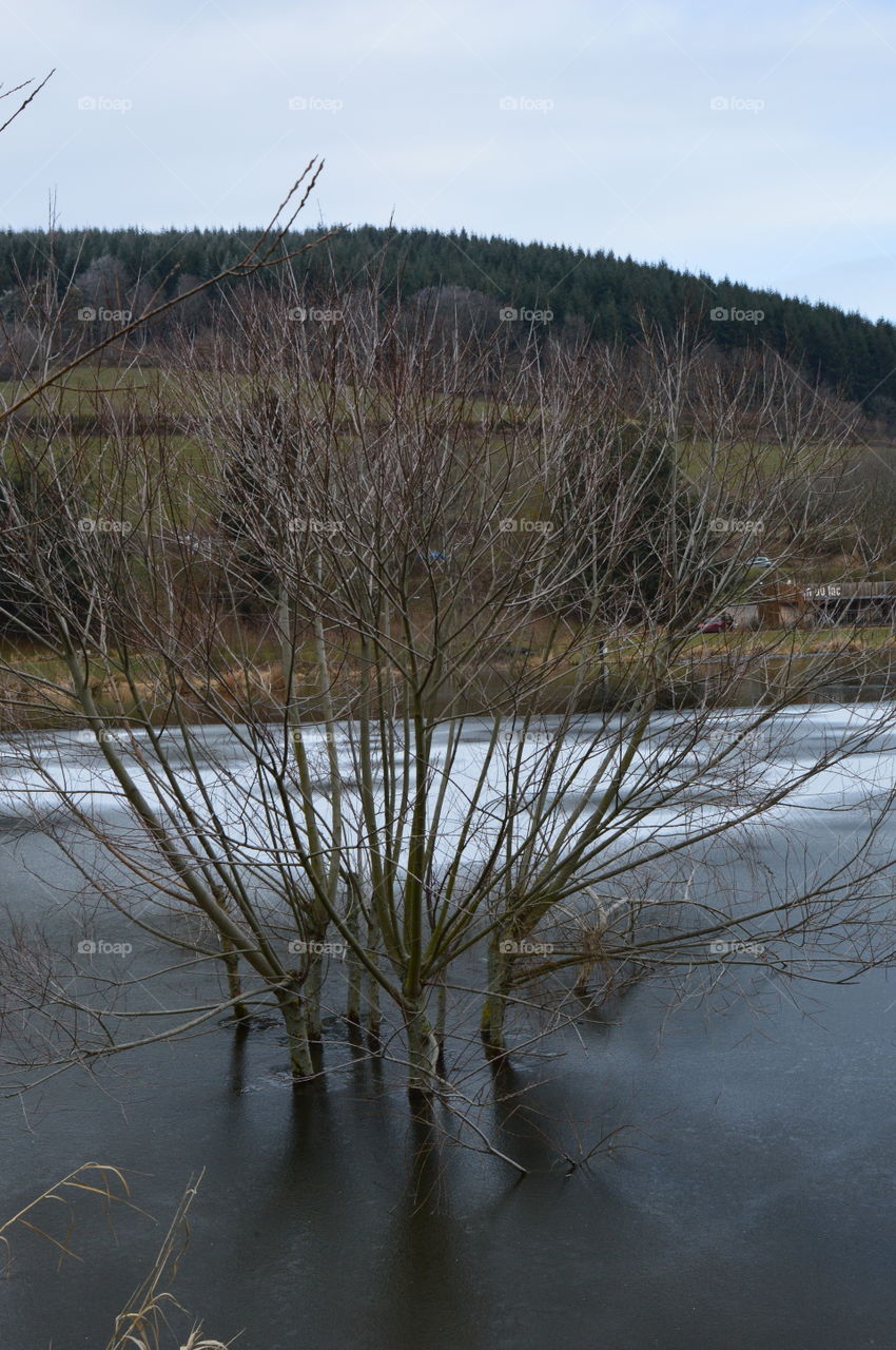 tree in ice