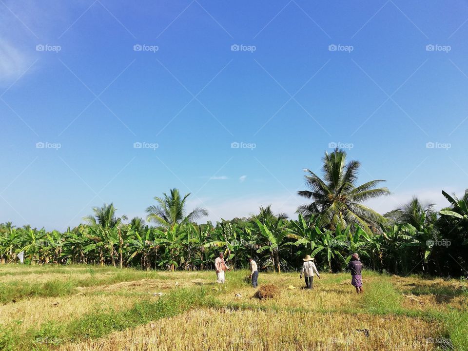 Sri Lankan farmers working in a paddy field.