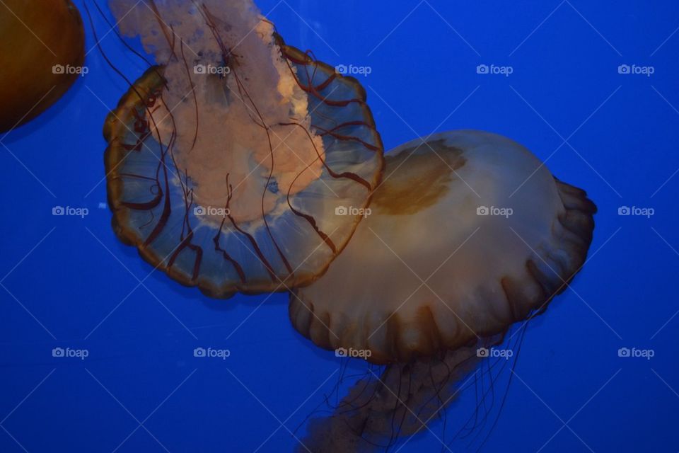 Jellyfish