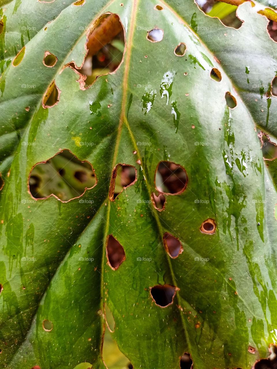 Close-up of a green leaf with holes and damage, possibly caused by pests or weather conditions