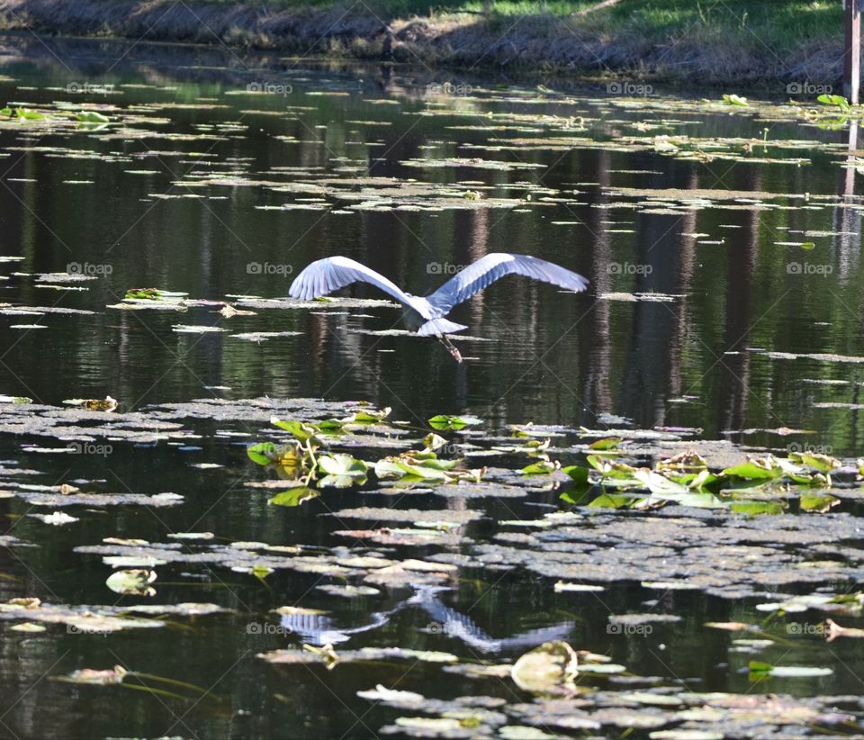 A bird flying over the pond