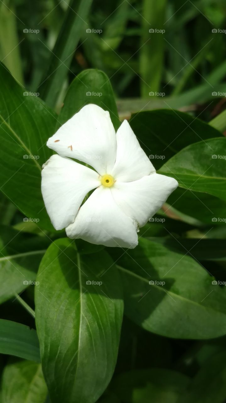 open flower