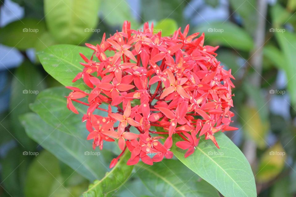 flores vermelhas red