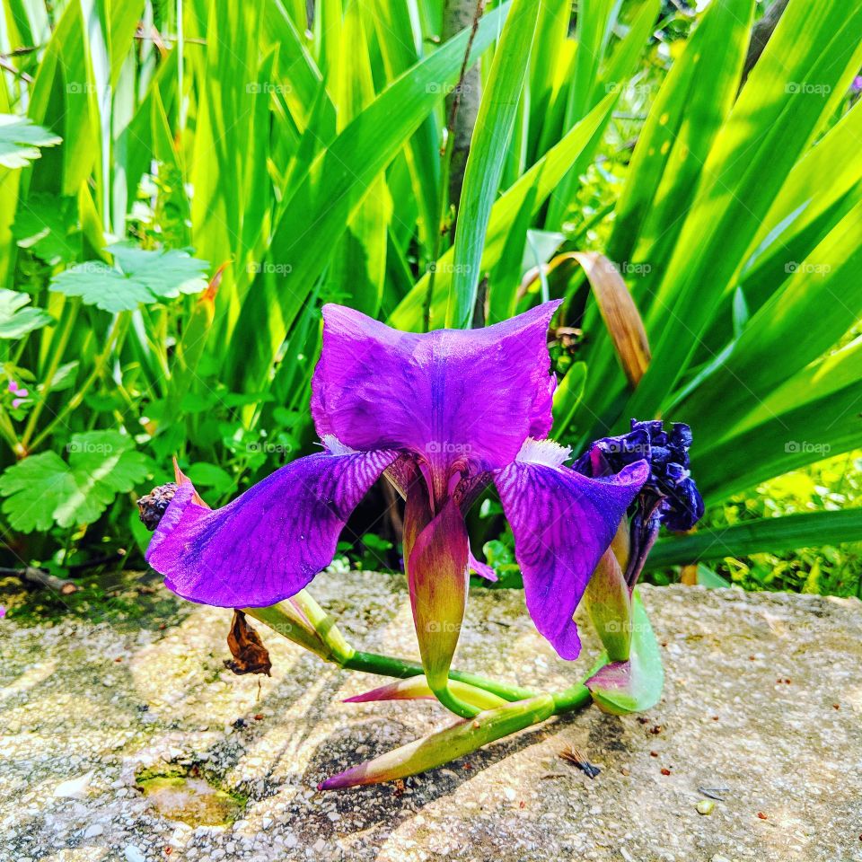 Hayne's Iris rare flower of my garden