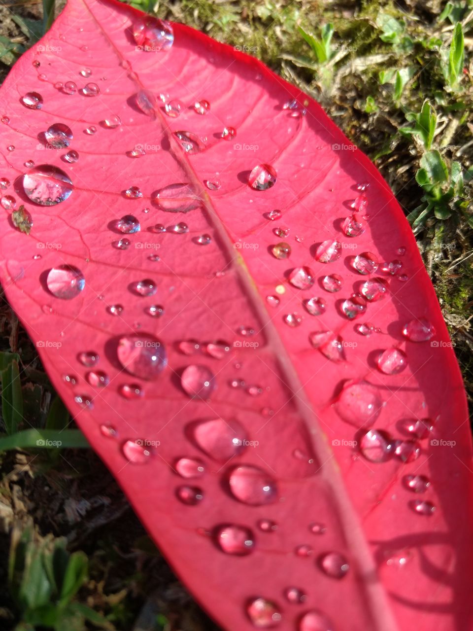 dew on a leaf