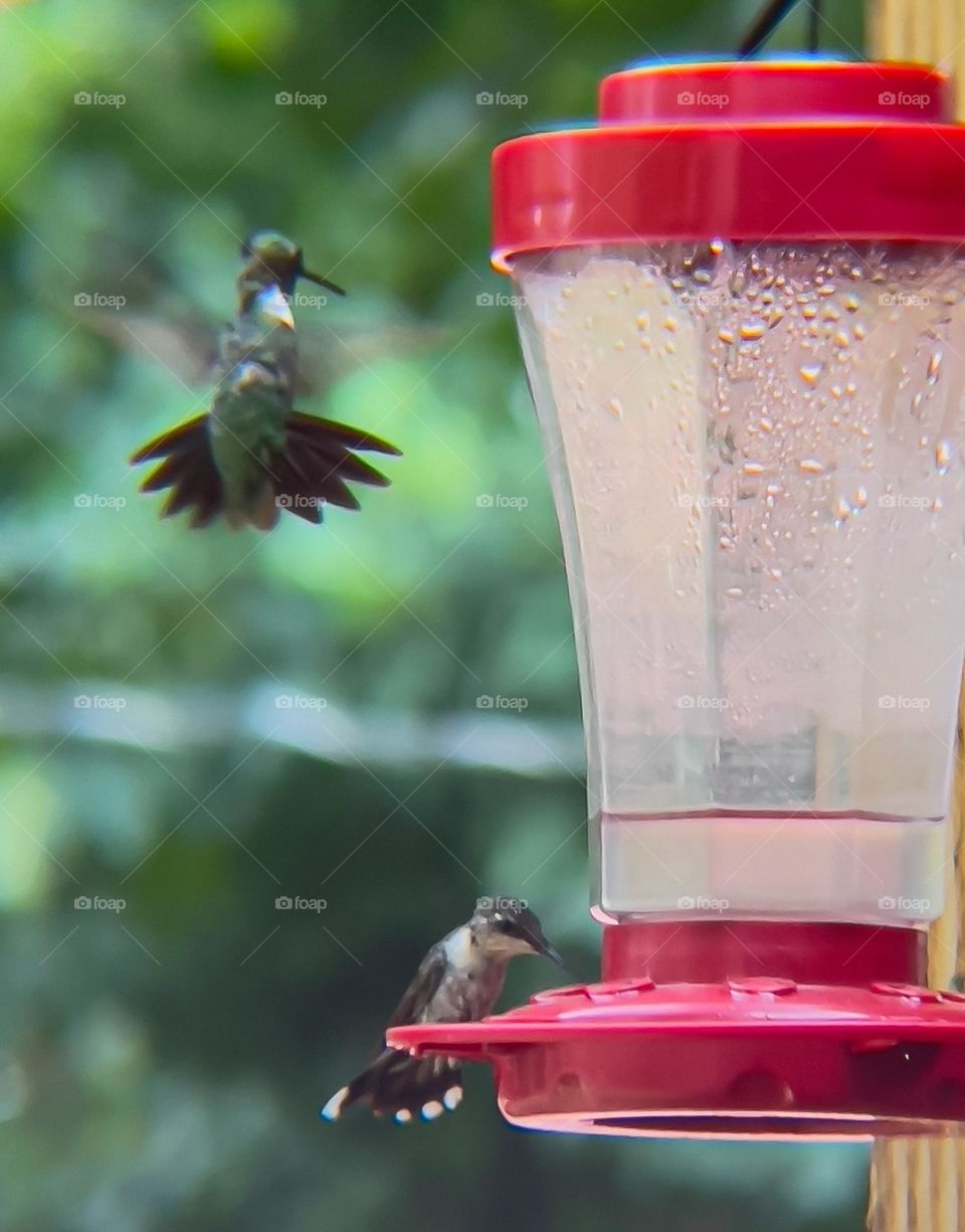 A male and female hummingbird at their bird feeder trying to dominate each other.