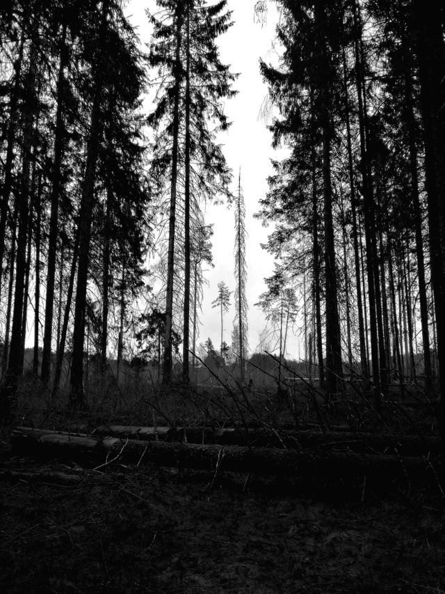 dark