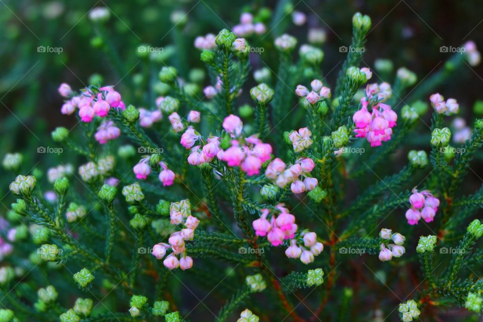 Pink flowers, black eyed Heather