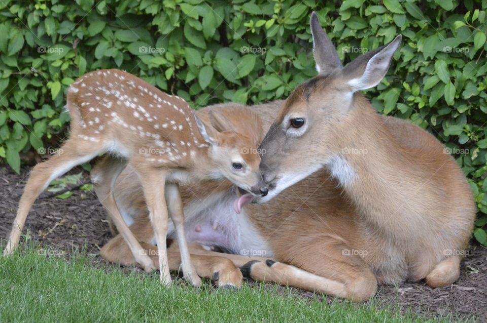 Doe and Fawn