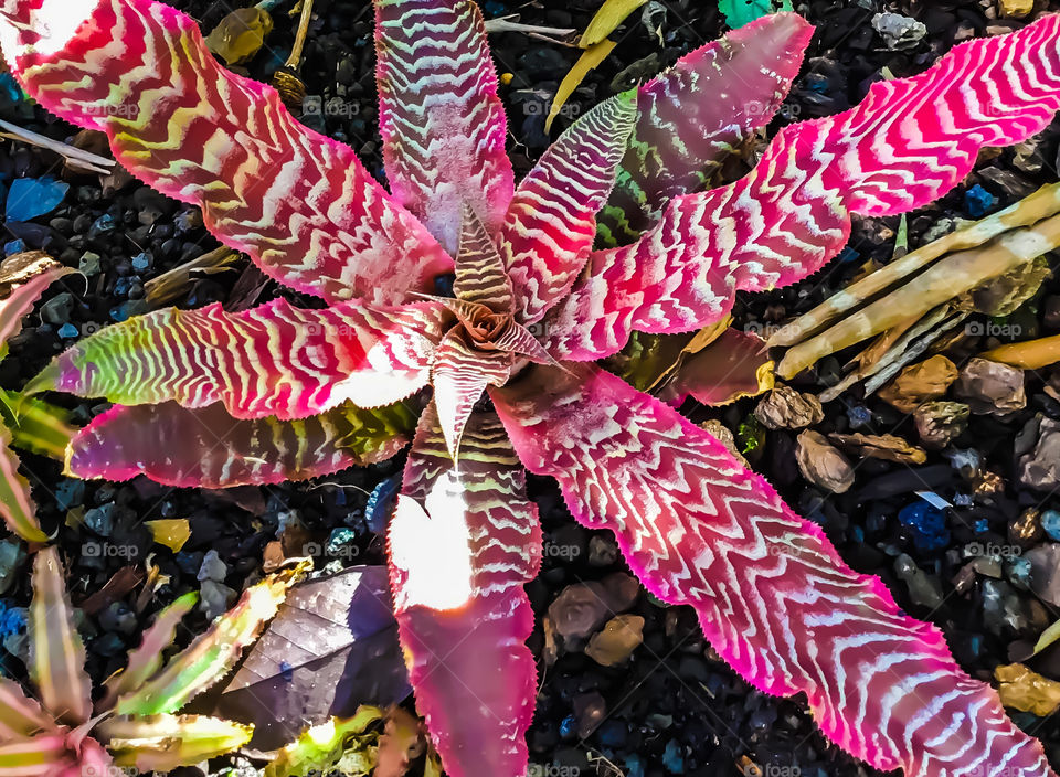 Bromeliad that looks like a candy cane