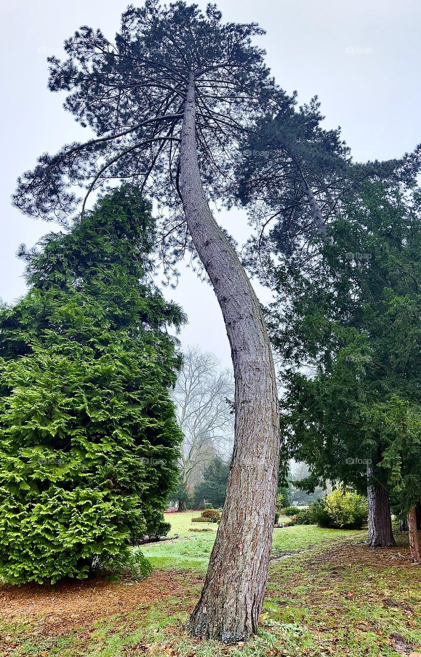 Gebogener Baum