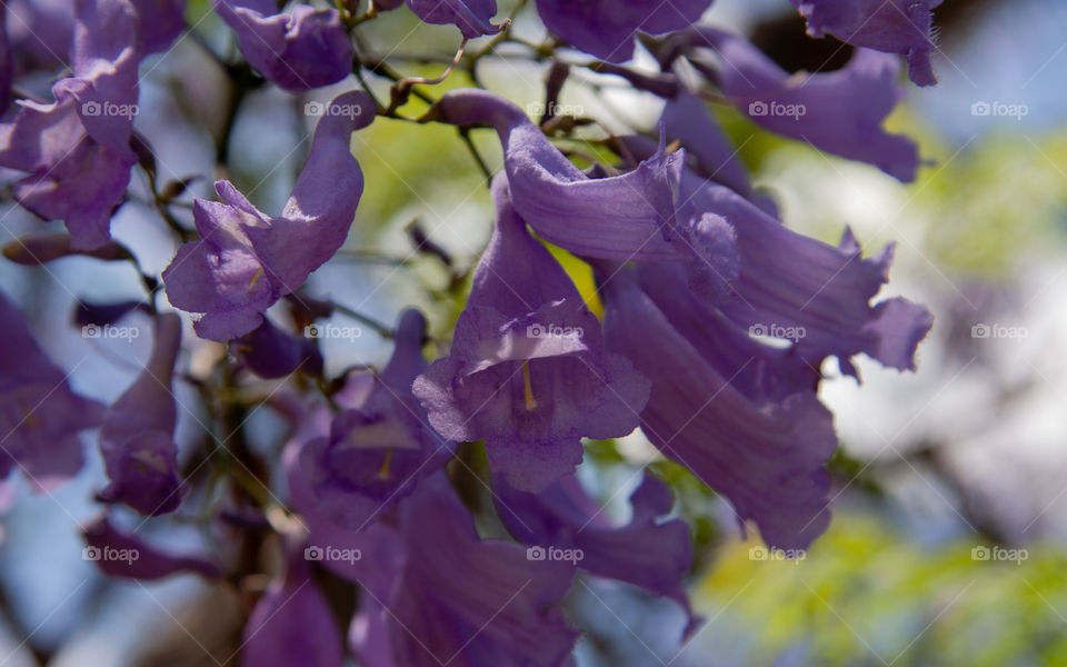 Jacarandas blooming