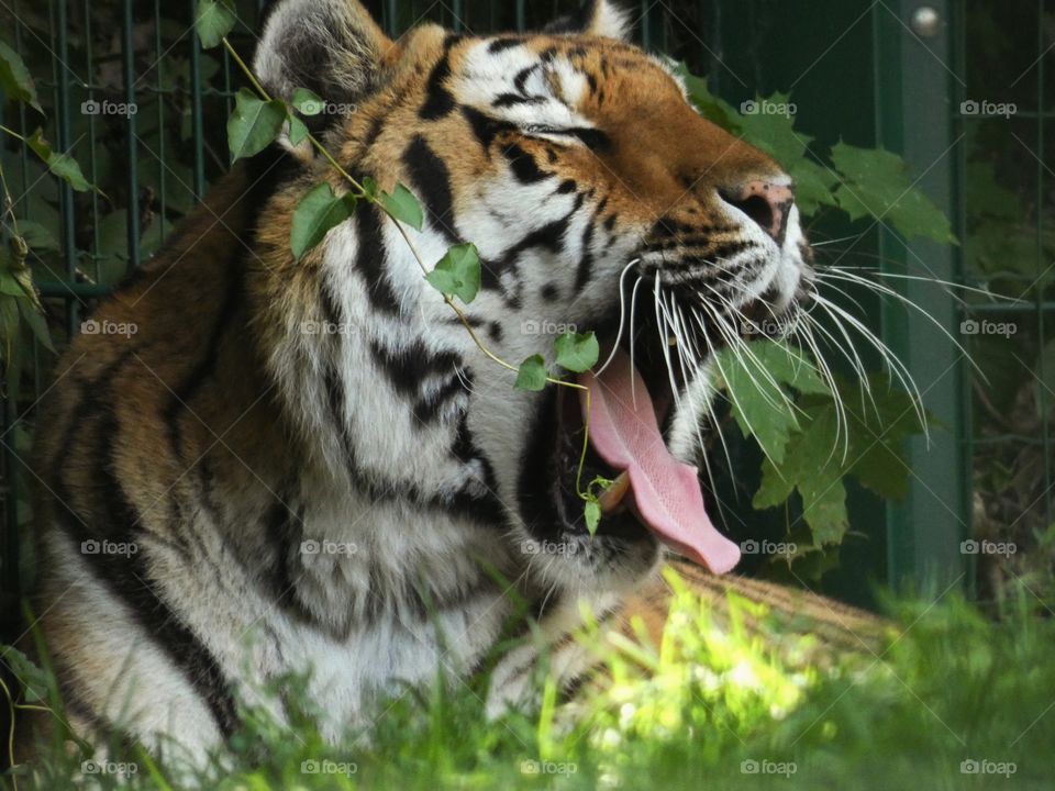 tiger portrait