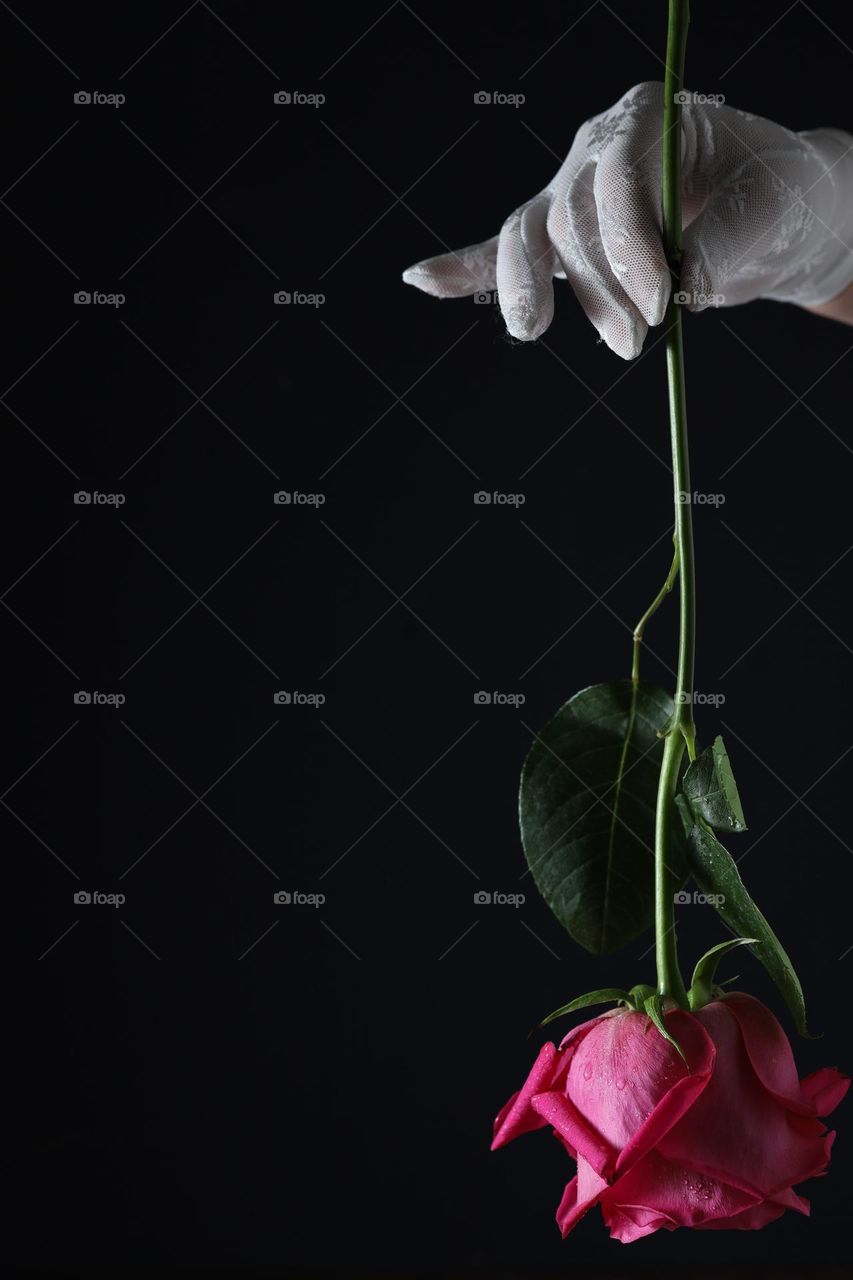 Pink rose in the hand in a white glove on a black background.