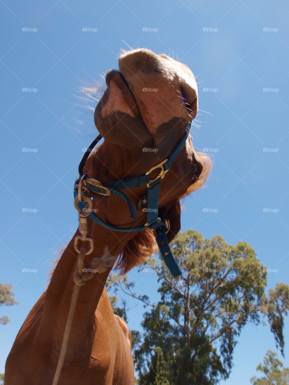 Horse with funny expression