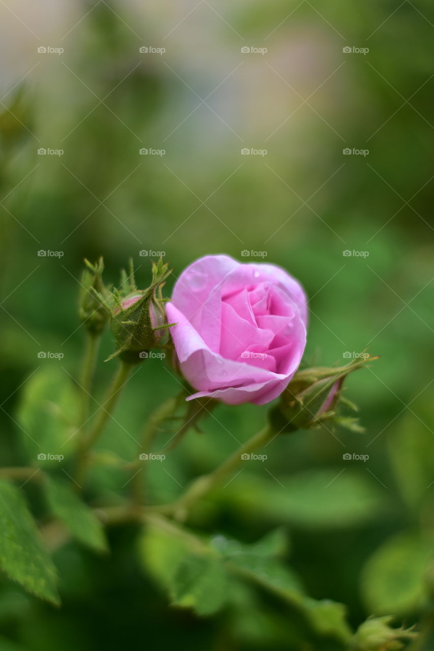 Spring has begun. Roses buds has come.