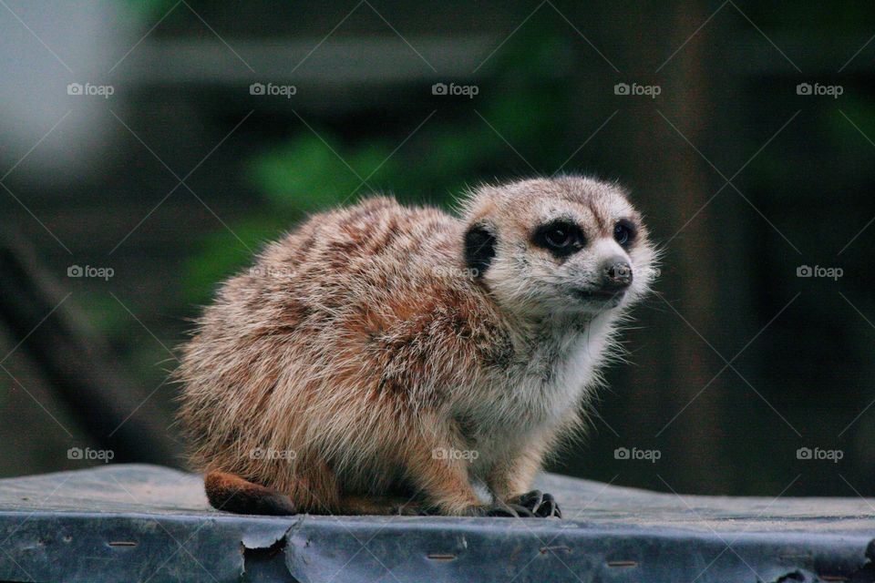 The cuteness level has just exploded! A sitting meerecat.