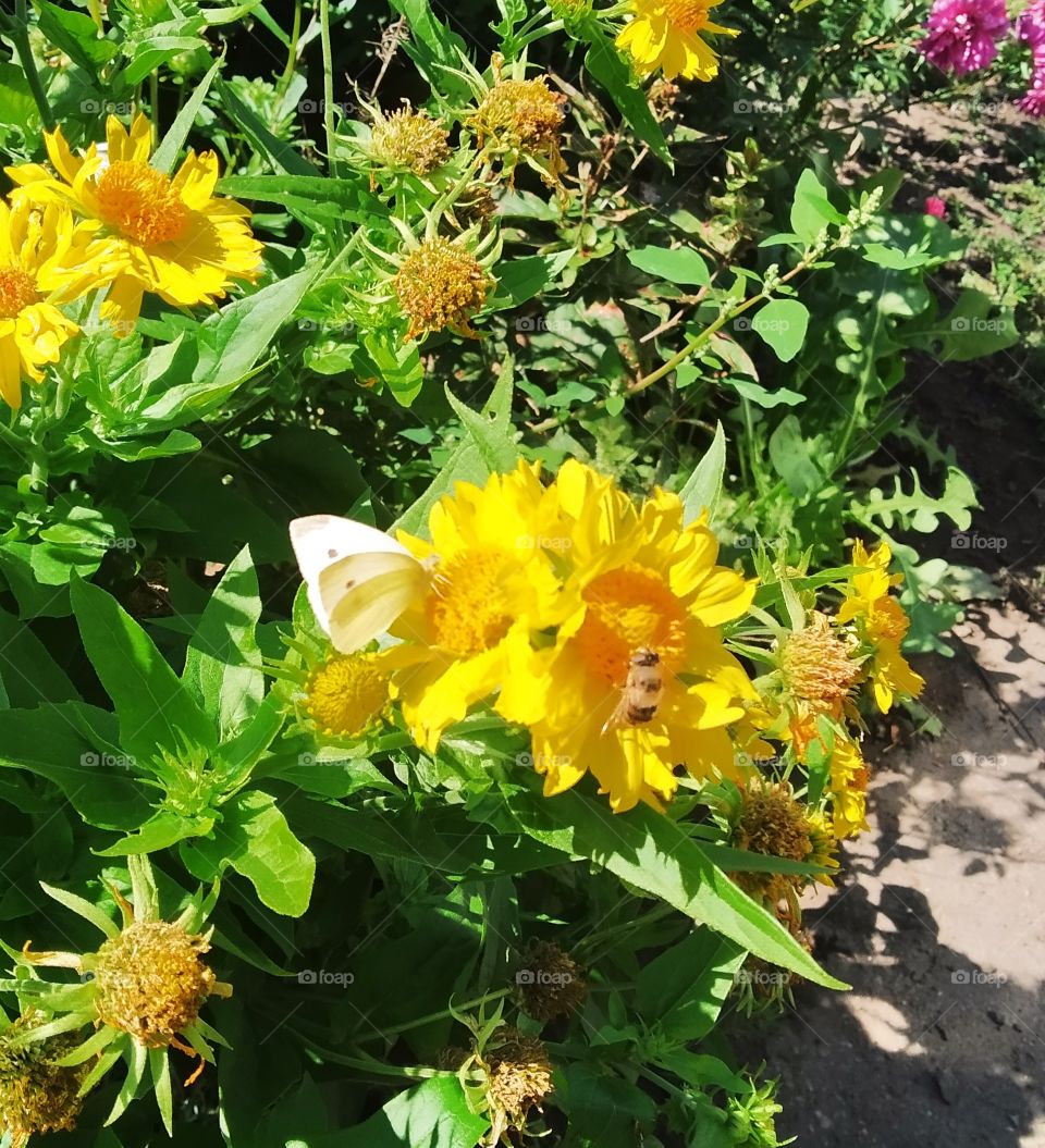 yellow flower and butterfly