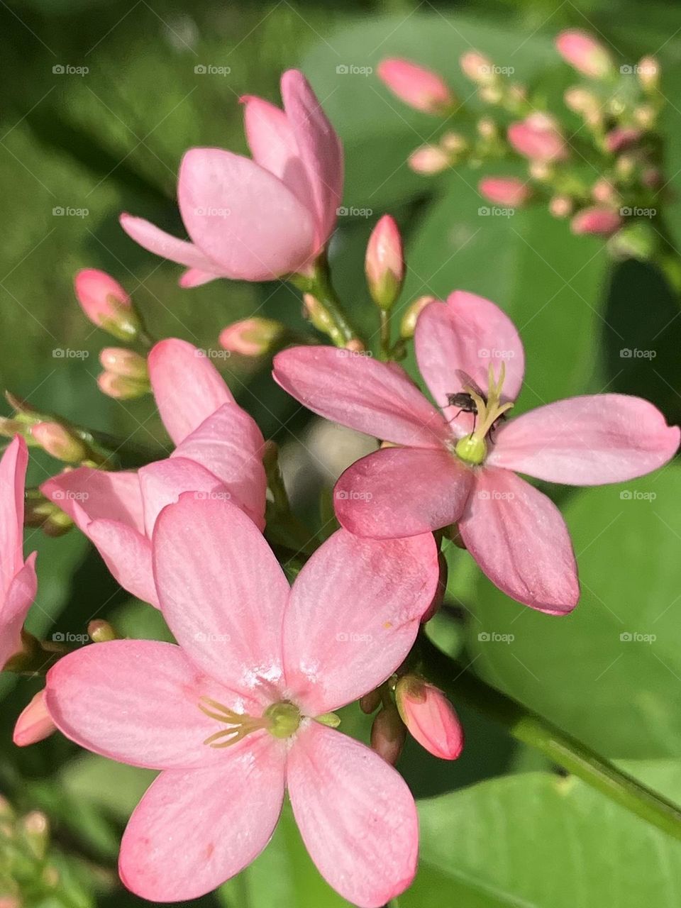 Full blooming of Jatrophia 