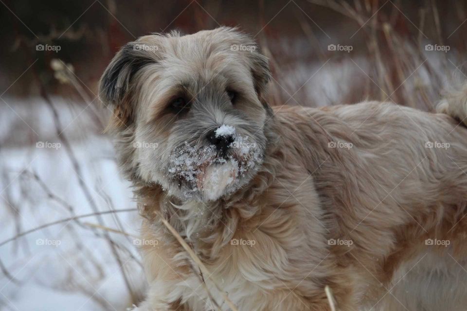 A dog with snow in the face