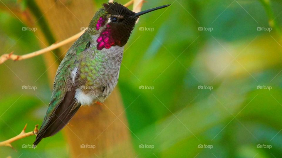 Hummingbird