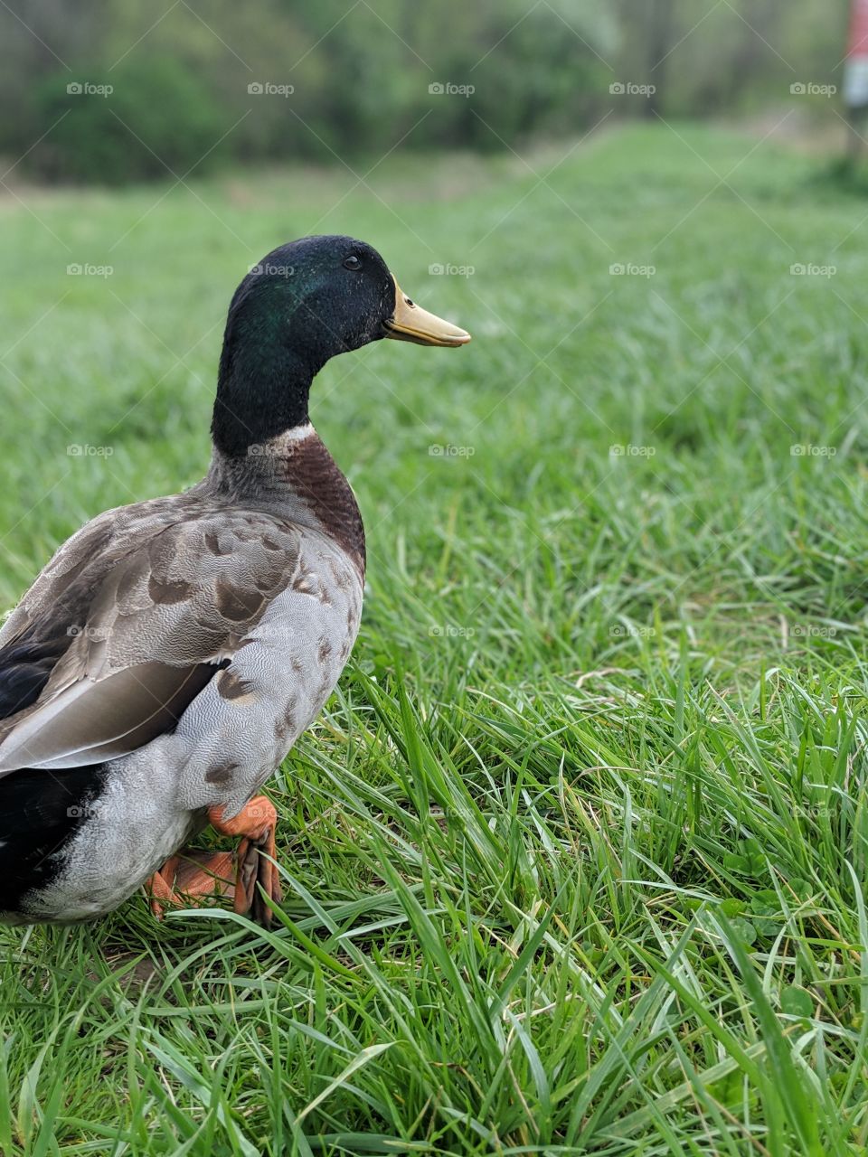 duck friend 3