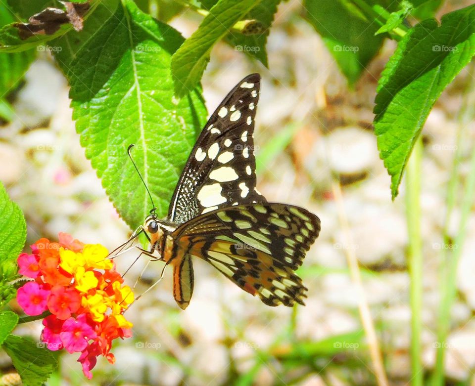 these are lime butterflies ... the perfect time to take a picture when she stops to suck flower nectar