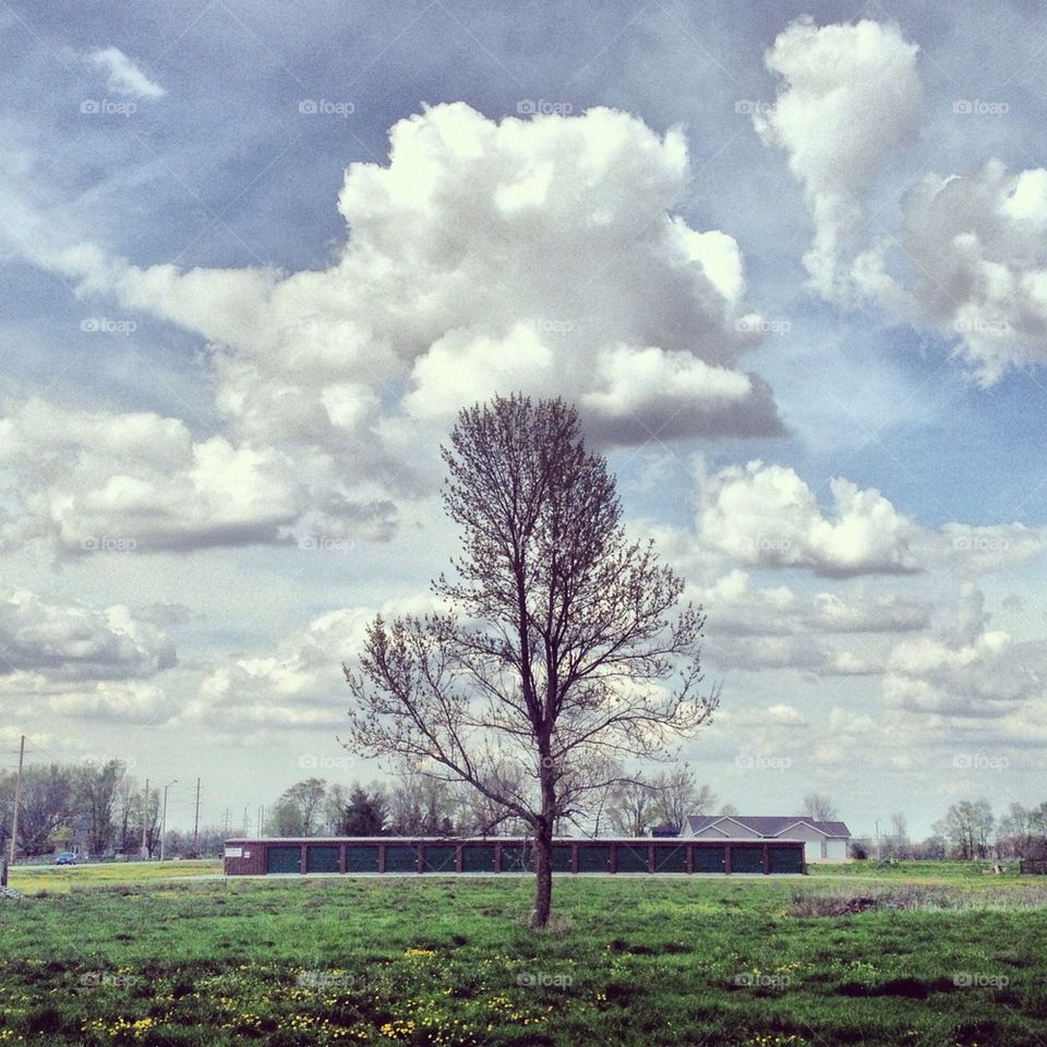 Lone Tree