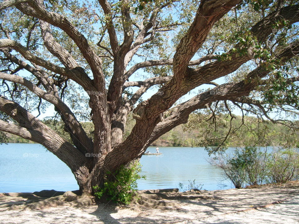 Wild tree