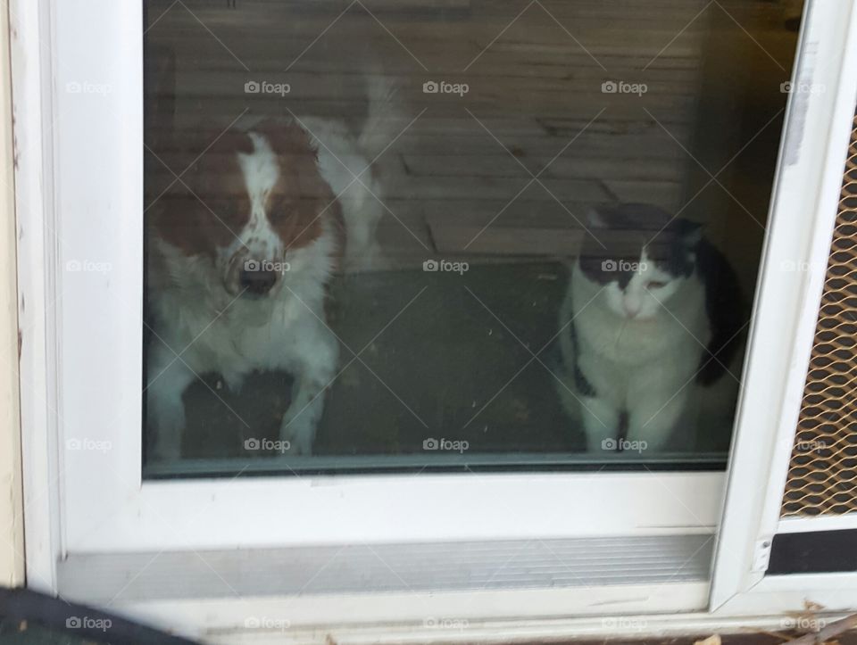 Dog & Cat longing to be outside