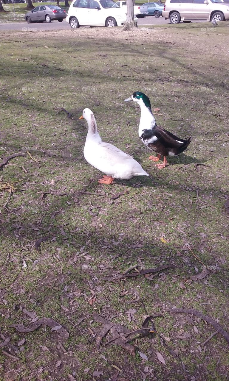 ducks