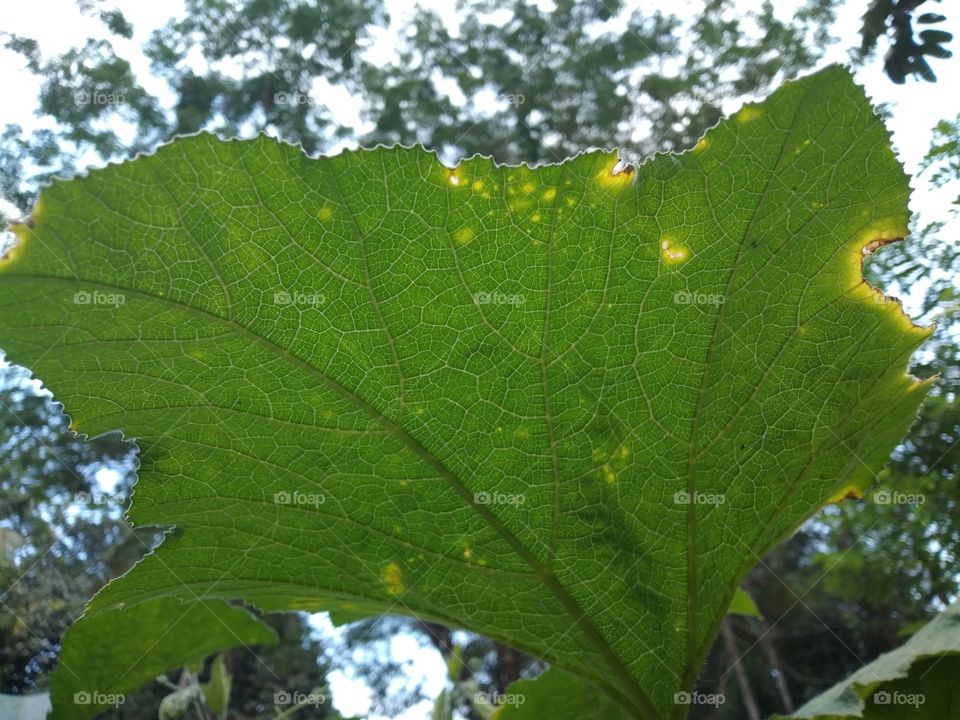 pumpkin leaves with yellow dot