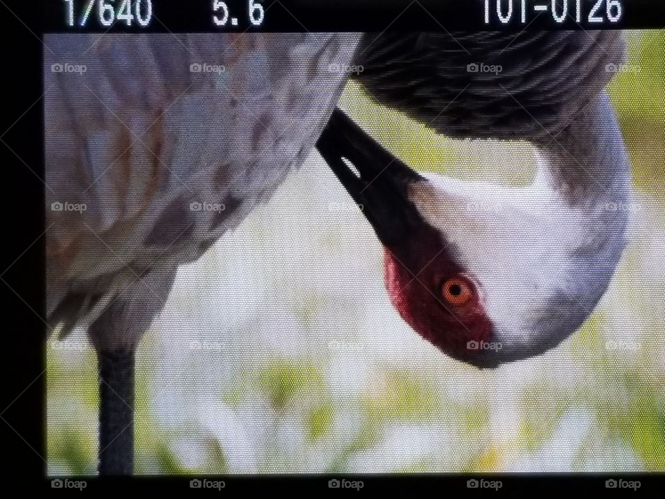 Animal, Nature, Bird, Wildlife, Beak