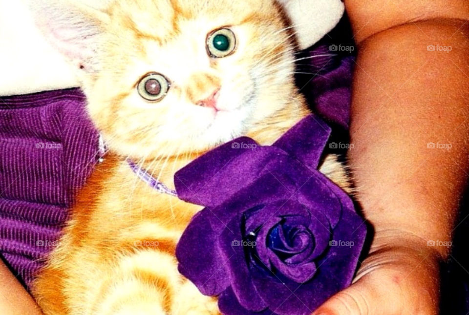 A kitten. A little kitten with a rose